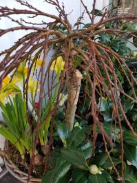 Coupe plantes tombe cimetiere potée de plantes Valenciennes saint jean saint roch fleuriste